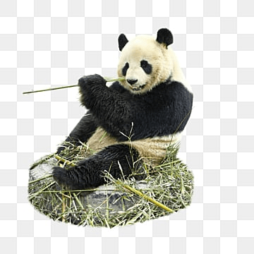 panda bambu sevimli hayvan siyah, Panda, Bambu, şirin PNG çizimi ve Küçük Resim