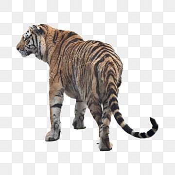 prairie beasts northeast tiger, Tigre Nord-orientale, Bestia Da Preda, Erba PNG Immagine e Clipart