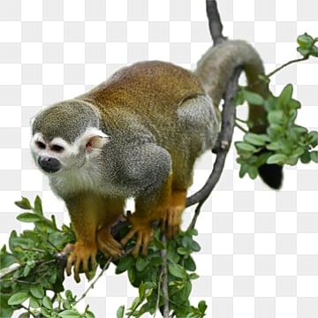 黃色樹枝動物松鼠猴, 黃色, 樹枝, 動物國潮動物 PNG圖案素材