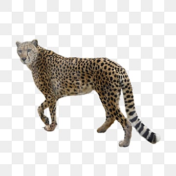zoo big cat cheetah, Animale, Zoo, Grande Gatto PNG Immagine e Clipart