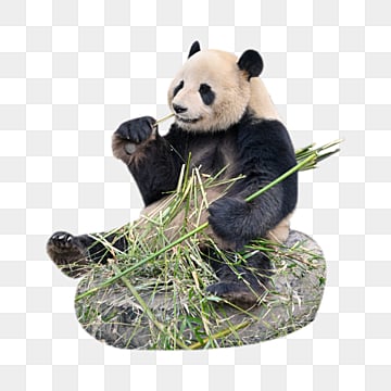動物園熊貓, 動物園, 動物, 猫熊 PNG圖案素材
