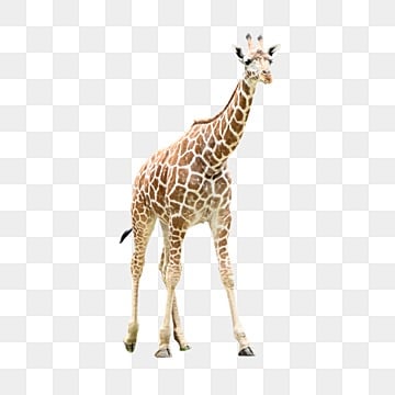 giraffa marrone animale africa, La Giraffa, Marrone, Animale PNG Immagine e Clipart