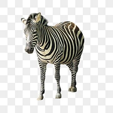 zebra çizgili hayvanat bahçesi siyah ve beyaz, Zebra, şerit, Hayvanat Bahçesi PNG çizimi ve Küçük Resim