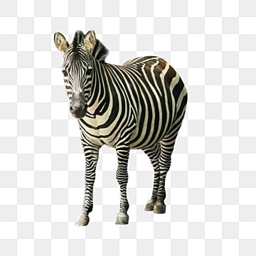 zebra vahşi hayvan hayvanat bahçesi siyah ve beyaz, Zebra, Yaban Hayatı, Hayvanat Bahçesi PNG çizimi ve Küçük Resim