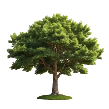 tree isolated on white background tree isolated on white background garden png, Tree Isolated, On White Background, Garden PNG Image and Clipart