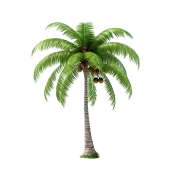 3d coconut tree white background 3d clipart coconut png, 3d, Clipart, Coconut PNG Image and Clipart