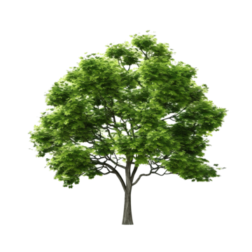 fantastic tree isolated 3d render 3d art background png, 3d, Art, Background PNG Image and Clipart