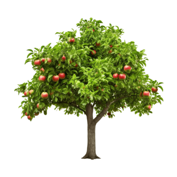 apple tree isolated apple tree fruit png, Apple, Tree, Fruit PNG Image and Clipart