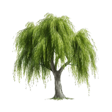 willow tree png weeping willow tree isolated eco growth large png, Eco, Growth, Large PNG Image and Clipart