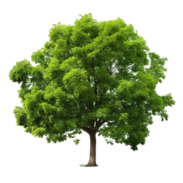 big green tree isolated green-tree plant tree png, Green-tree, Plant, Tree PNG Image and Clipart