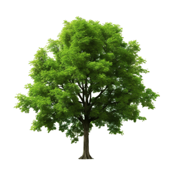 tree isolated 3d business people png, 3d, Business, People PNG Image and Clipart