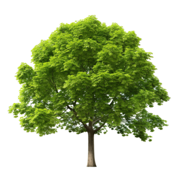 a tree with green leaves cute green tree png, Cute, Green, Tree PNG Image and Clipart