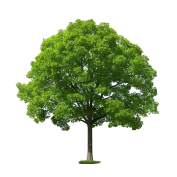 big bundle of tree isolated element eco oak botanic png, Eco, Oak, Botanic PNG Image and Clipart