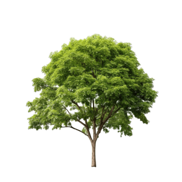 isolated tree on white background graphic outdoor park png, Graphic, Outdoor, Park PNG Image and Clipart