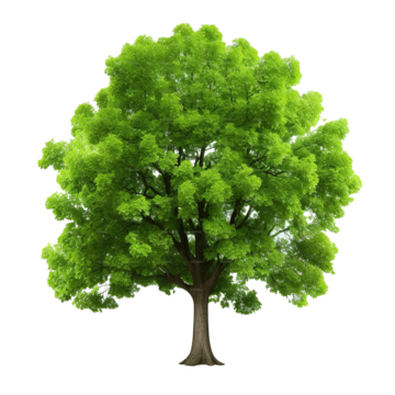 adorable green tree background tree nature png, Background, Tree, Nature PNG Image and Clipart