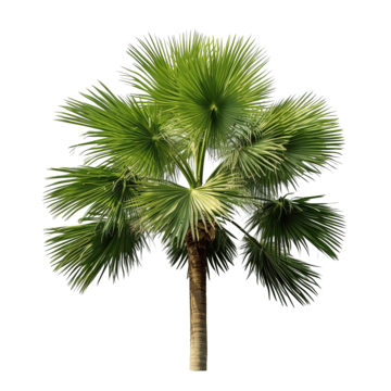 palm tree tropical plant palm-tree tropical-plant palm png, Palm-tree, Tropical-plant, Palm PNG Image and Clipart