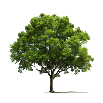 tree forest tree tree forest nature png, Tree, Forest, Nature PNG Image and Clipart