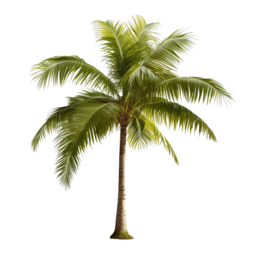 coconut palm leaf tree isolated png file arch background bend png, Arch, Background, Bend PNG Image and Clipart
