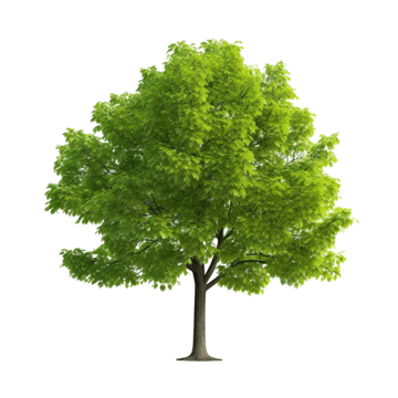 a tree with green leaves cute green tree png, Cute, Green, Tree PNG Image and Clipart