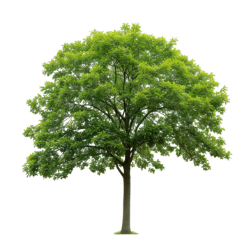 plain simple green tree tree plant green png, Tree, Plant, Green PNG Image and Clipart