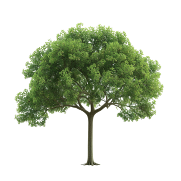 plain simple green tree tree plant green png, Tree, Plant, Green PNG Image and Clipart
