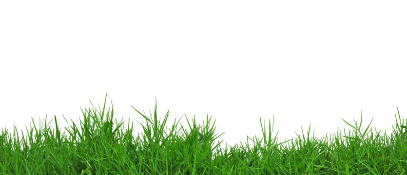grass white white plant photo png, Cut Out, Isolated, Nature PNG Image and Clipart