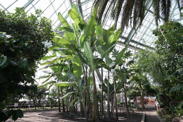 呈三角形的溫室內種植了許多熱帶樹木與花卉