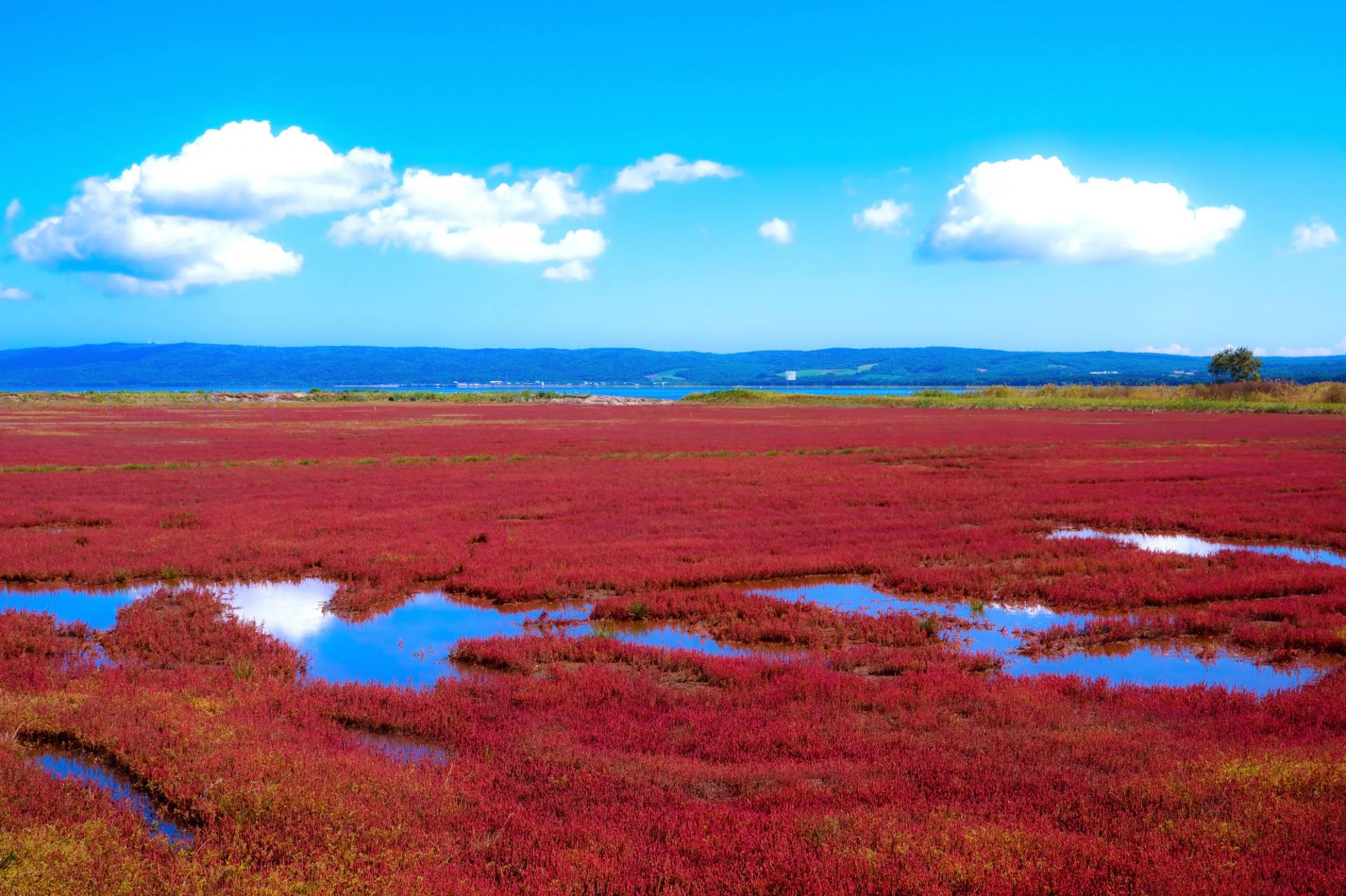 湖畔を紅色に染めるサンゴ草が美しい絶景スポット