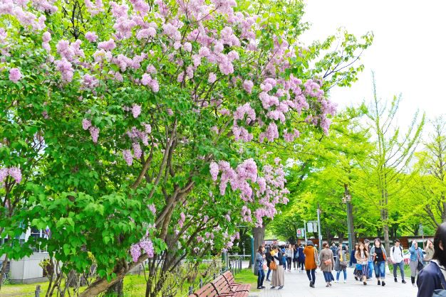 ライラックの開花とともに開催される、札幌の初夏を告げる風物詩