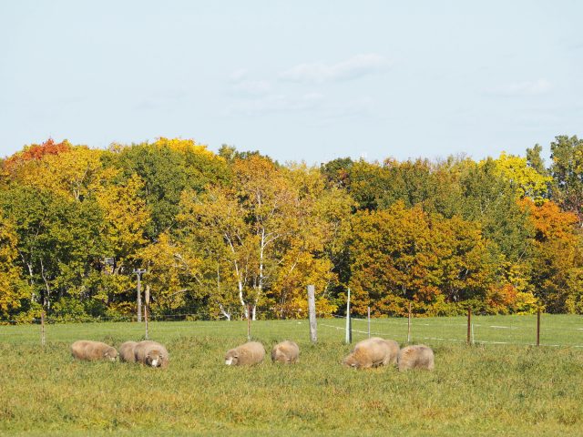 在札幌羊之丘觀景台所見的紅葉與羊群