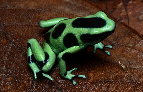 GlassFrog