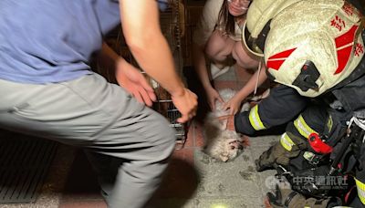 花蓮寵物店火警多隻狗狗昏迷 消防員供氧急救