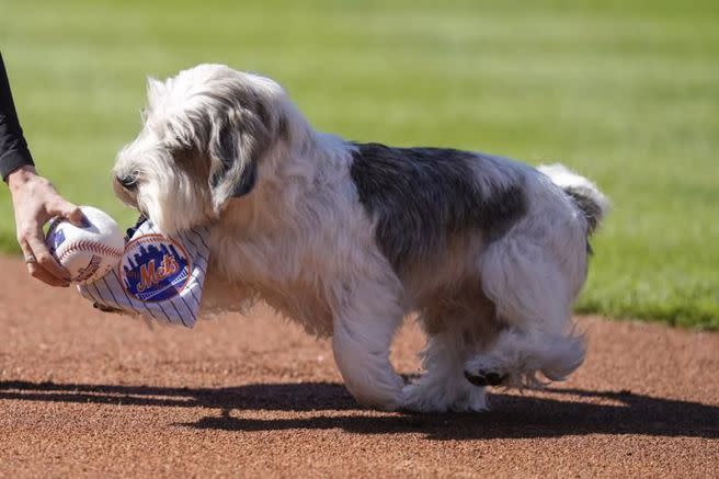 美國明星狗巴迪霍利參加大都會開球儀式。（美聯社）