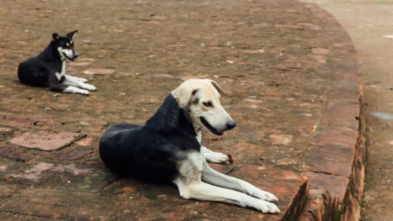 IIT Student Travelled From Chennai To Kolkata To Avenge Stray Dogs Killing