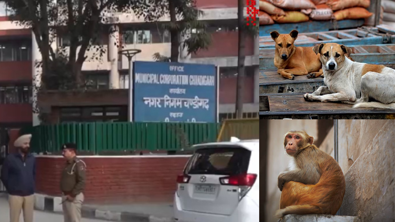 Dogs Smarter Than Officers BJP As Chandigarh Corporation Sees Chaos Over Stray Dogs And Monkeys