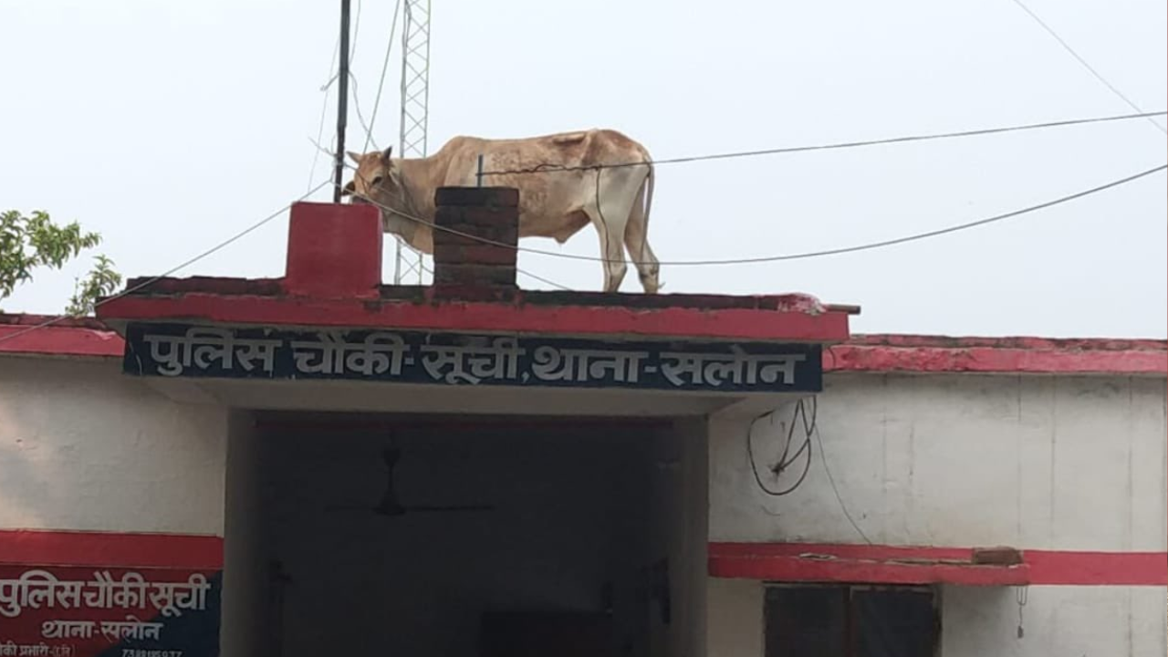 UP Bull climbs Atop Police Outposts Roof In Rae Bareli Video Goes Viral