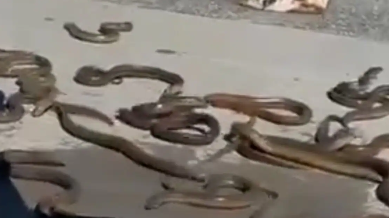 Video Eels Escape From Cargo Box Slither On Canada Airports Tarmac