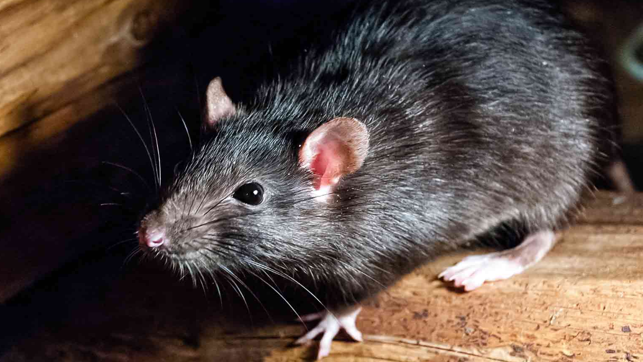 Telangana Nine Girls Bitten By Rats While Sleeping At School Hostel