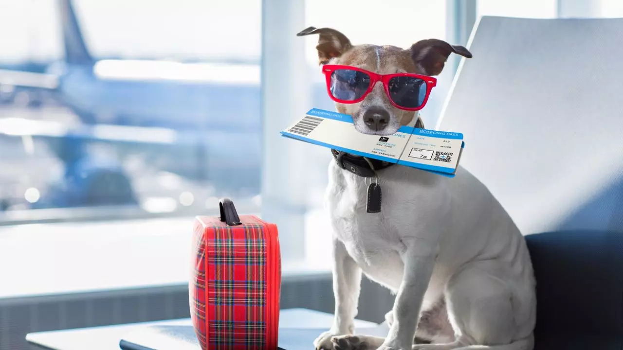 Things You Should Know Before Taking Your Dog On A Flight