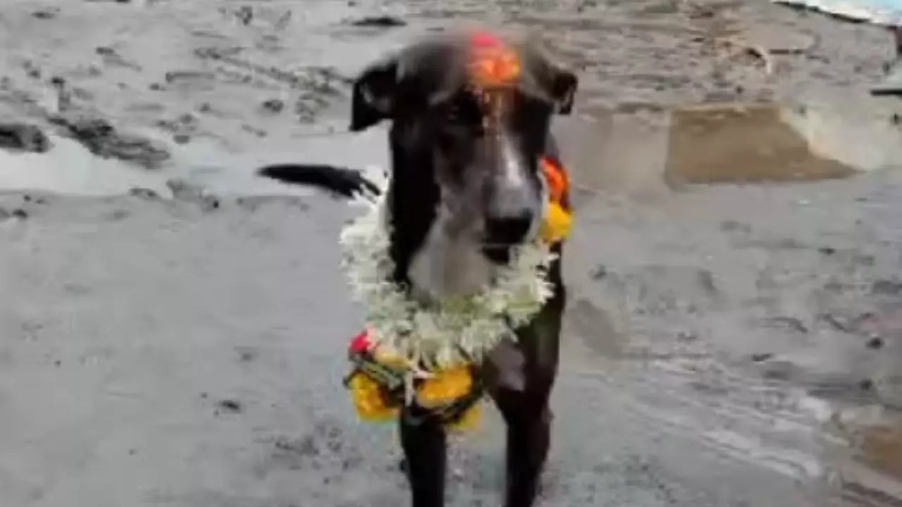 The Return of Maharaj Indie Dog Lost In Crowd Makes A 250-Km Journey Back Home