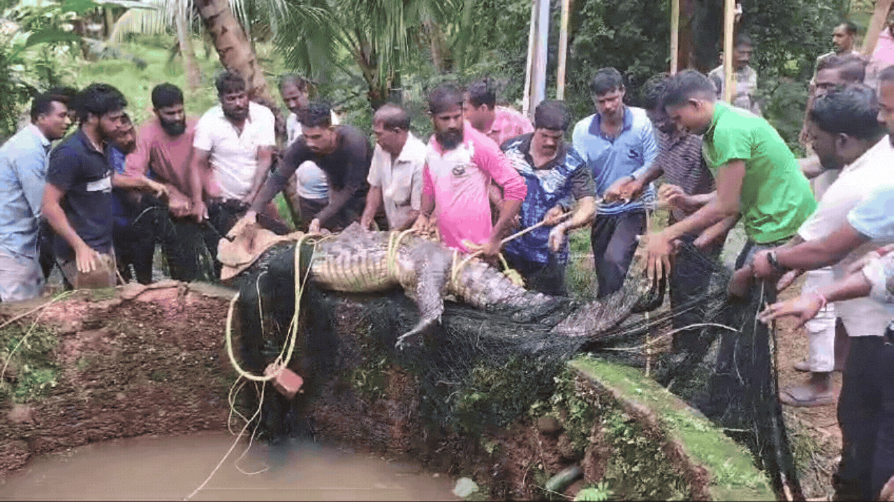 WATCH Crocodile Rescued From Well In Karnatakas Udupi Officials Used Chicken As Bait