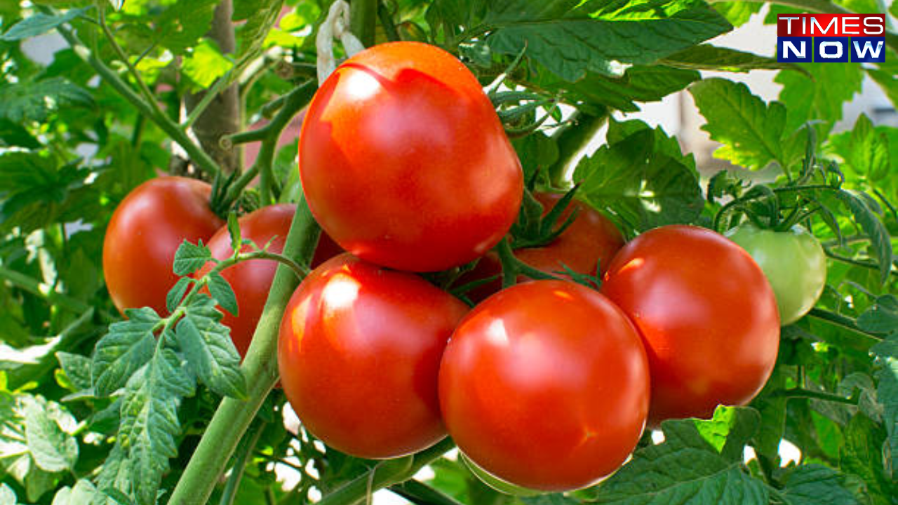 Amid Soaring Prices Tomatoes to Be Sold at 60kg at THESE Locations in Mumbai Details Inside