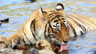 International Tiger Day 6 Iconic Tigers Of Indian National Parks And Their Legacy