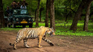 International Tiger Day 2024 Best National Parks For Tiger Safaris In India