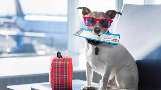 Things You Should Know Before Taking Your Dog On A Flight