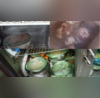 Expired Items Cockroach Infestation Shocking Food Safety Violations At Hyderabad Restaurants