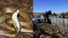 Did An Accident On I-25 In Casper Wyoming Release Hundreds Of King Cobras Truth Behind Viral Post