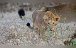 You Will Soon See New Lion-Leopard Safari Parks In Gujarat