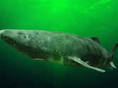 The secret behind the Greenland shark's 500 year-long lifespan