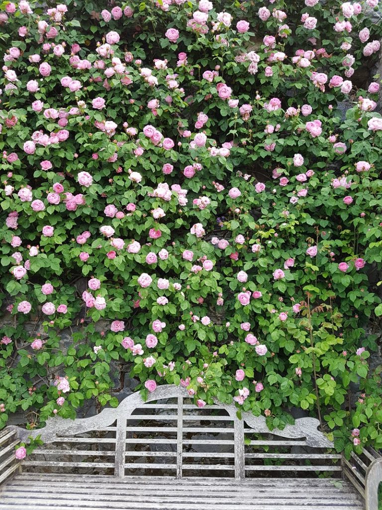 Constance Spry in Bodnant Garden